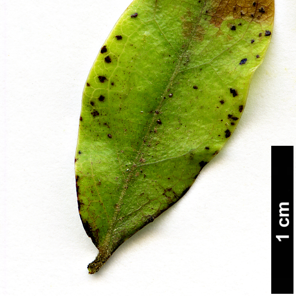 High resolution image: Family: Hamamelidaceae - Genus: Matudea - Taxon: trinervia 